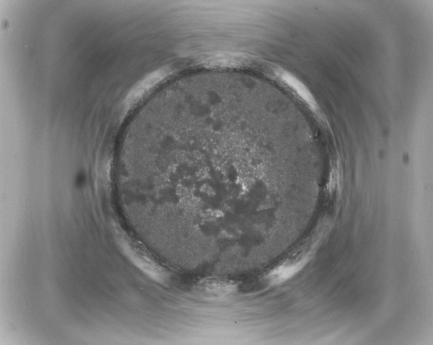 X0000087520491200705112010