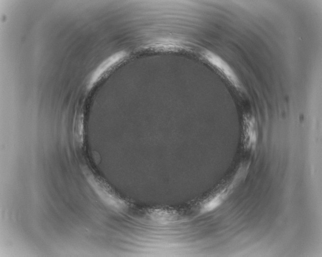 X0000087520494200705112010