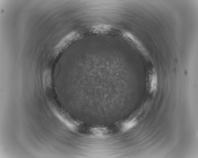 X0000087520508200705112010