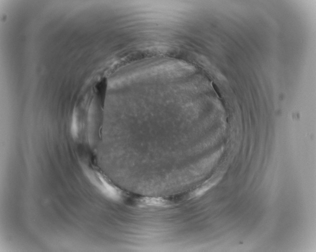 X0000087520528200705112009