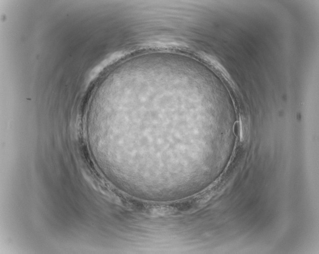 X0000087520579200705112008