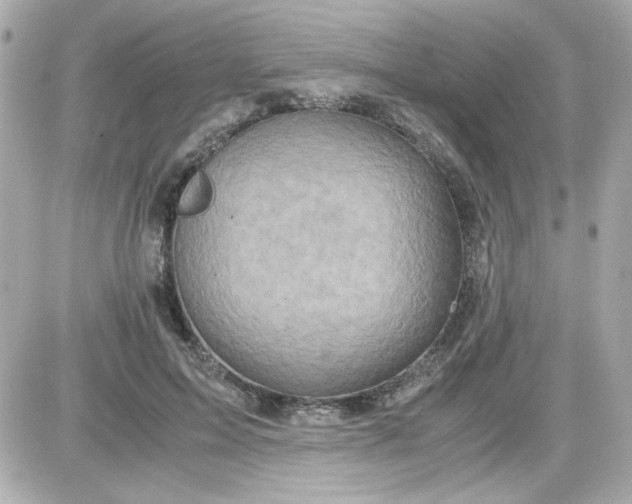 X0000087520599200705112008