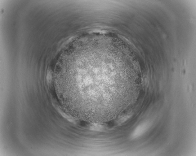 X0000087520623200705112008