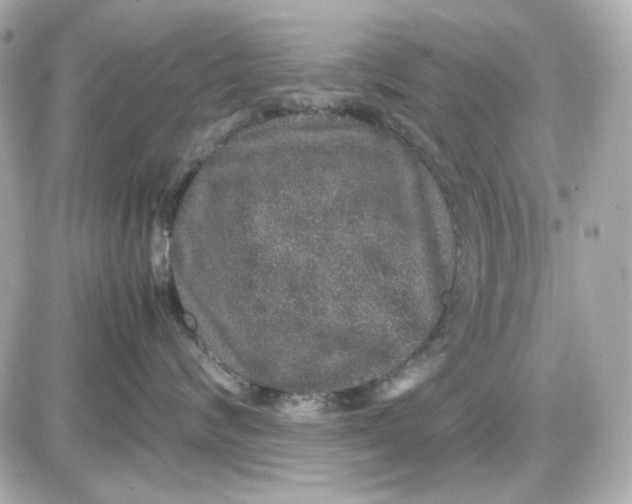 X0000087520624200705112008