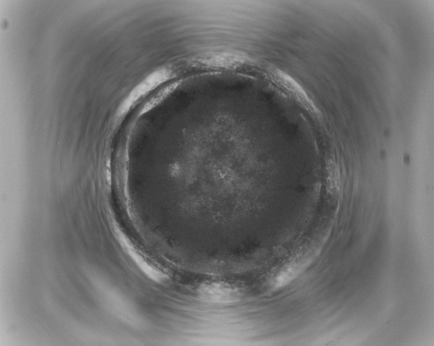 X0000087520634200705112007