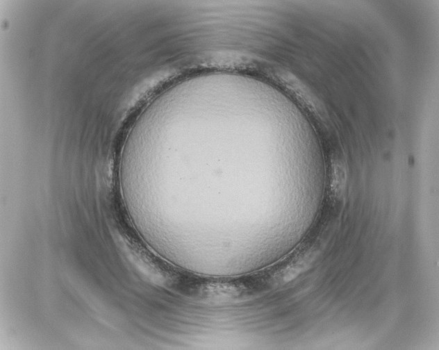 X0000087520636200705112007