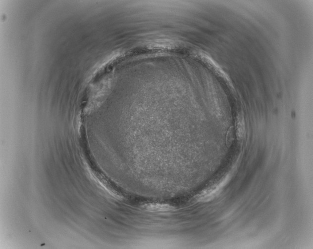 X0000087520637200705112007