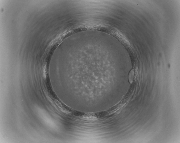 X0000087520644200705112007