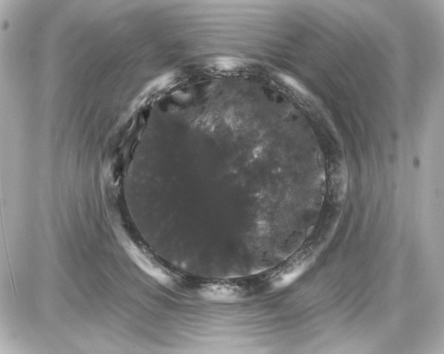 X0000087520654200705112007