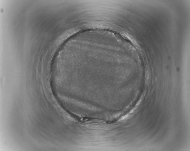 X0000087520673200705112007