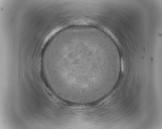 X0000087520675200705112007