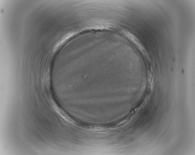 X0000087520677200705112007