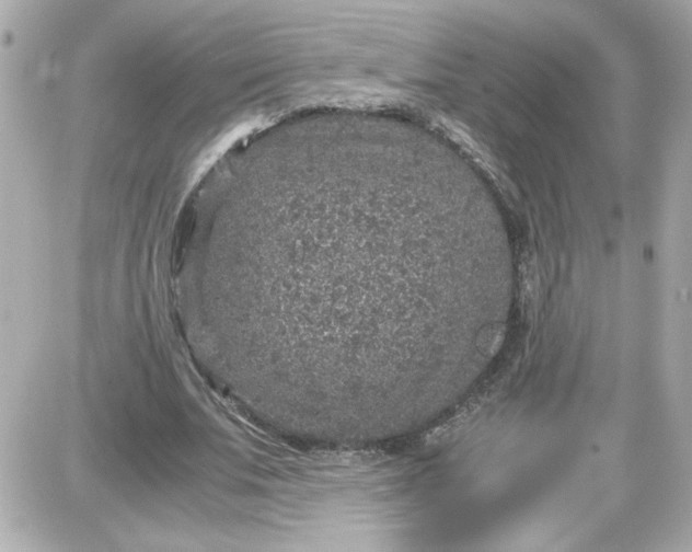 X0000087520679200705112007