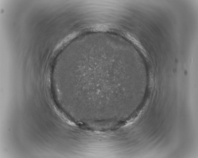 X0000087520681200705112007