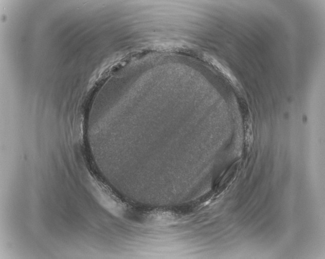 X0000087520685200705112007