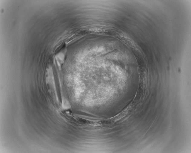 X0000087520696200705112006