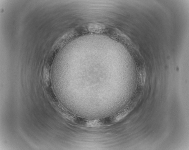 X0000087520705200705112006