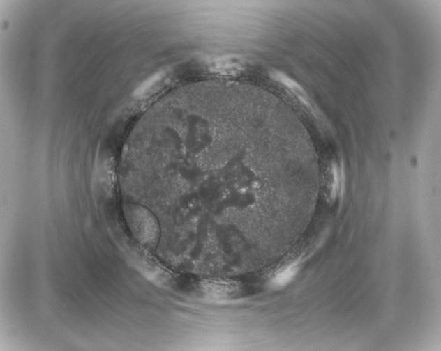 X0000087520707200705112006