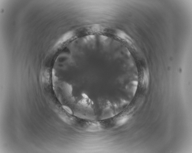 X0000087520715200705112006