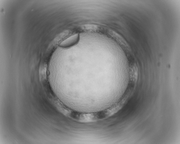 X0000087520717200705112006