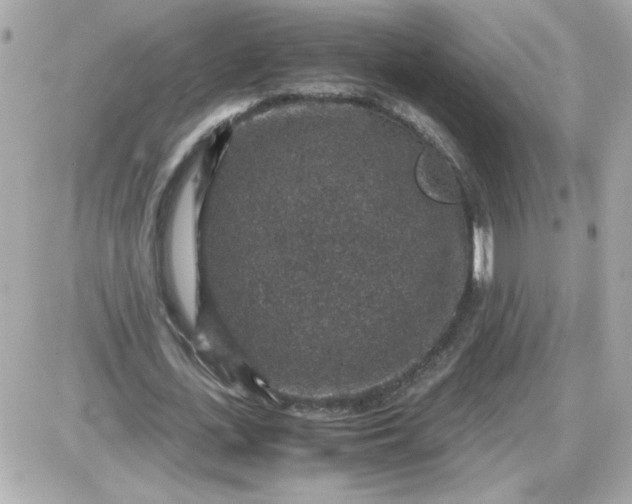 X0000087520723200705112005