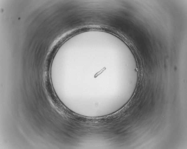 X0000087520728200705112005