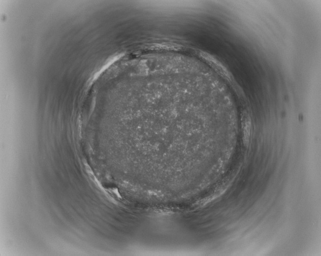 X0000087520729200705112005