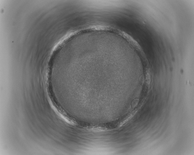 X0000087520730200705112005