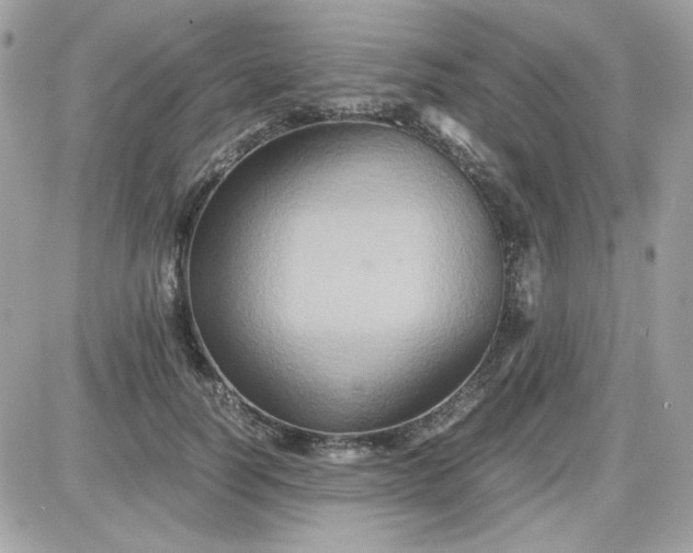 X0000087520746200705112006