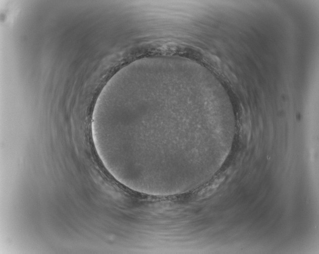 X0000087520769200705112005