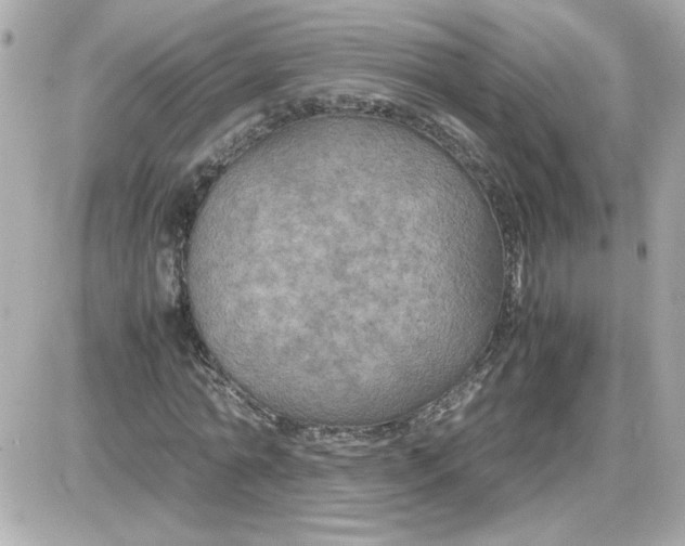 X0000087520774200705112005