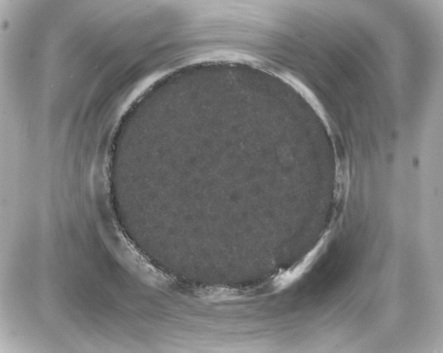 X0000087520783200705112005