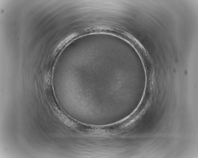 X0000087520785200705112005