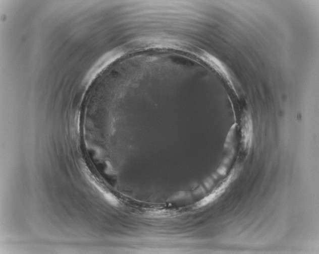 X0000087520790200705112005