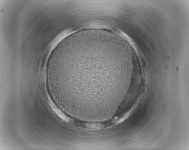 X0000087520795200705112005