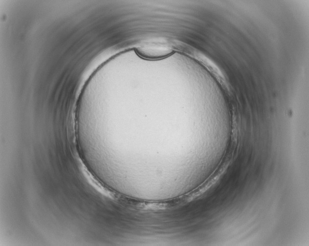 X0000087520808200705112005