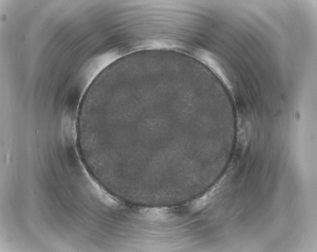 X0000087520810200705112005