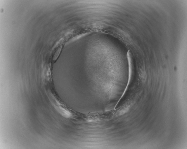 X0000087520818200705112004