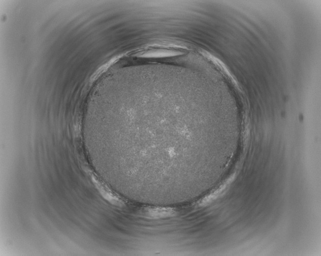 X0000087520833200705112004