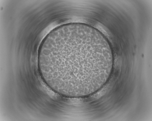 X0000087520836200705112004