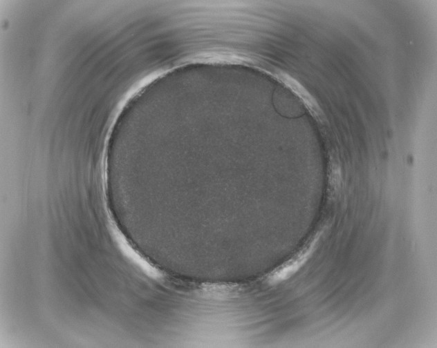 X0000087520840200705112004