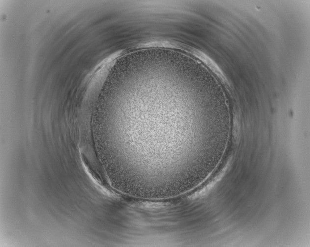 X0000087520849200705112004