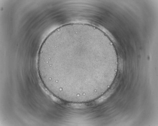 X0000087520856200705112004