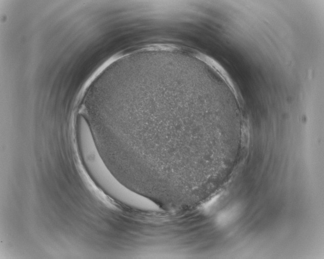 X0000087520859200705112004