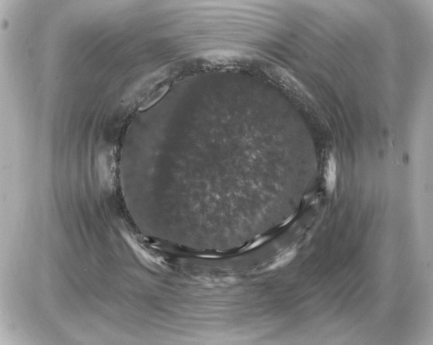 X0000087520868200705112004