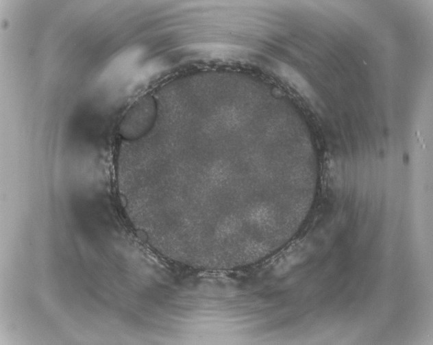 X0000087520918200705112002