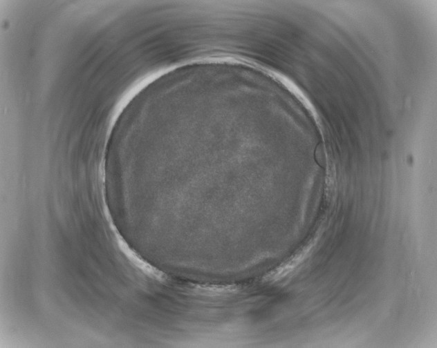 X0000087520951200705112003