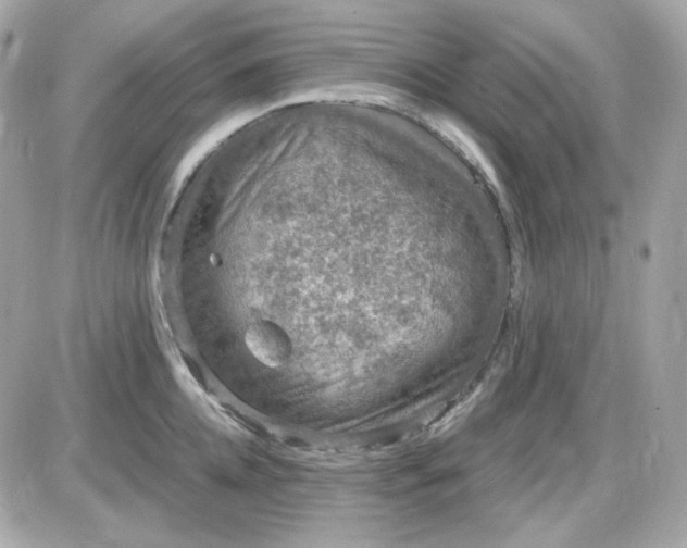 X0000087520952200705112003