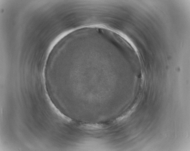 X0000087520959200705112003