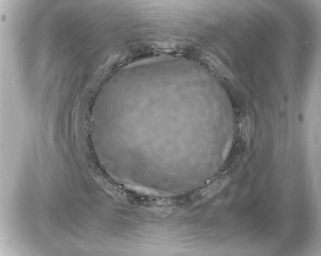 X0000087520961200705112002